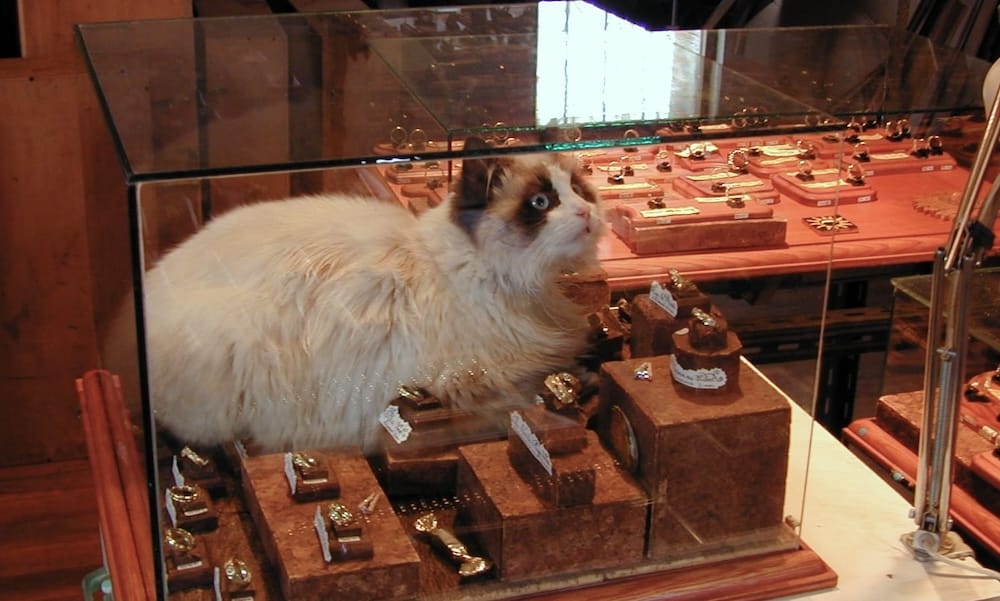 Le chat dans la vitrine - Atelier du Soleil Fou Le chat du showroom de l'Atelier du Soleil Fou et de la Lune Amoureuse au milieu des bijoux de mariage dans une vitrine.